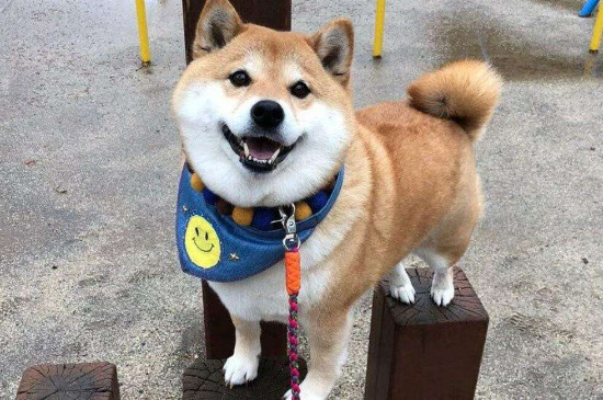 狗狗吃狗粮不嚼怎么办