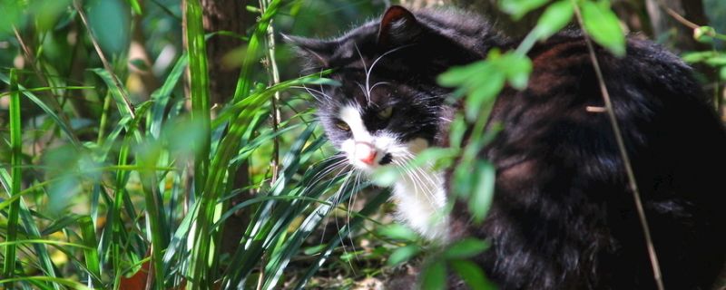猫咬主人头发是开心吗