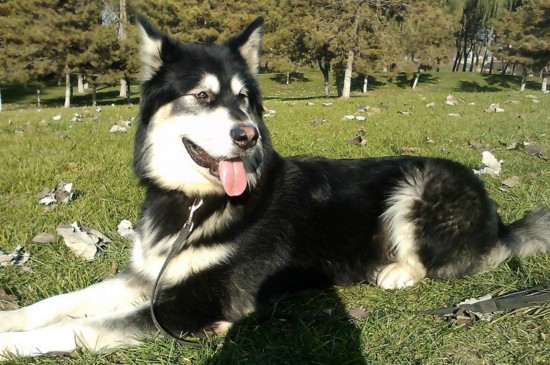 为什么国家禁养阿拉斯加，体型过大并有攻击性成为禁犬