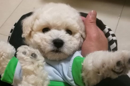 狗狗喷射状拉稀水怎么回事，狗狗拉水样便怎么办