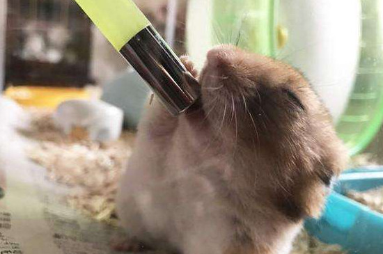 怎么知道仓鼠口渴了