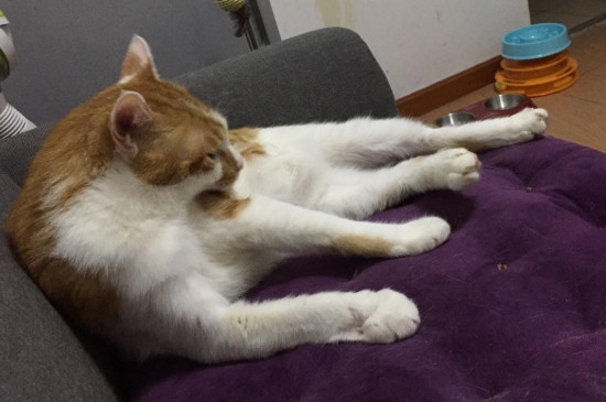 猫一天尿几次是正常的