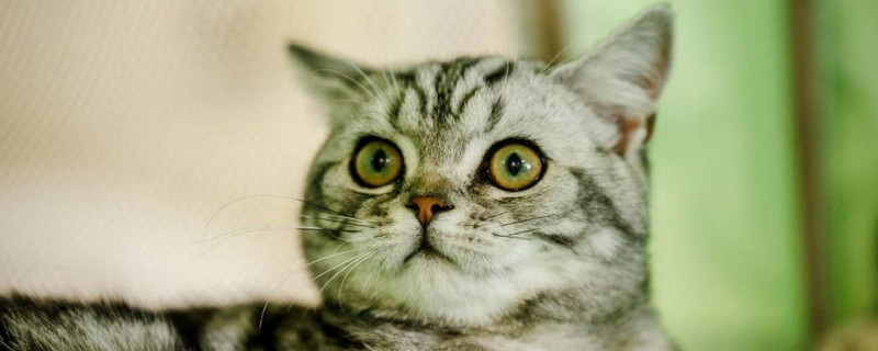 猫害怕的声音