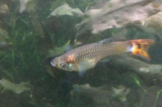 孔雀鱼夹尾病怎样治
