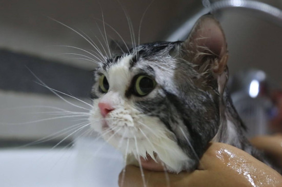 小猫能洗澡吗，小猫多大可以洗澡