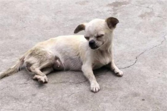 小狗食欲不振没有精神