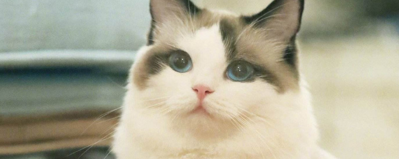 闹猫期间可以做绝育吗