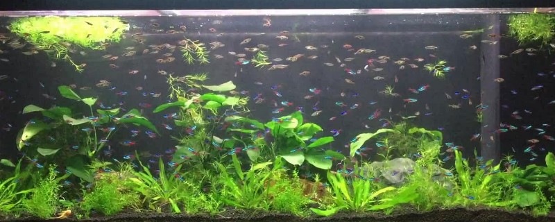 鱼缸水有泡沫怎么回事
