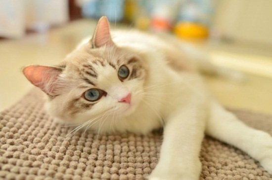 猫鼻子嘴巴三角区发黄