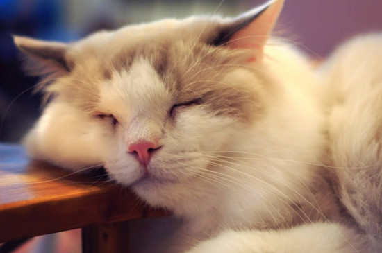 猫睡在枕头旁说明什么，猫睡觉位置和主人关系