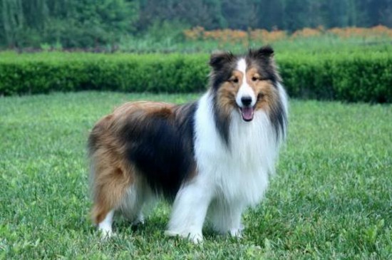 适合女生养的中型犬，这5种狗狗聪明机警很适合女孩饲养