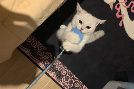 小猫养多久才认主人