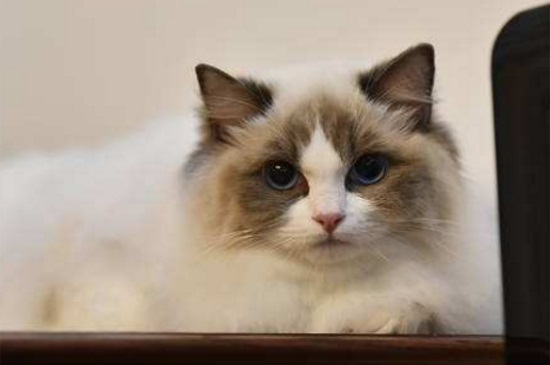 猫为什么突然疏远主人