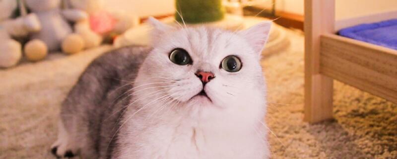 猫咪一天睡多久