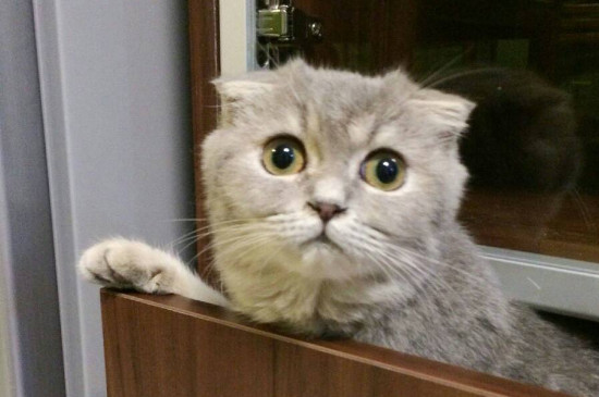 养猫家里会很臭吗