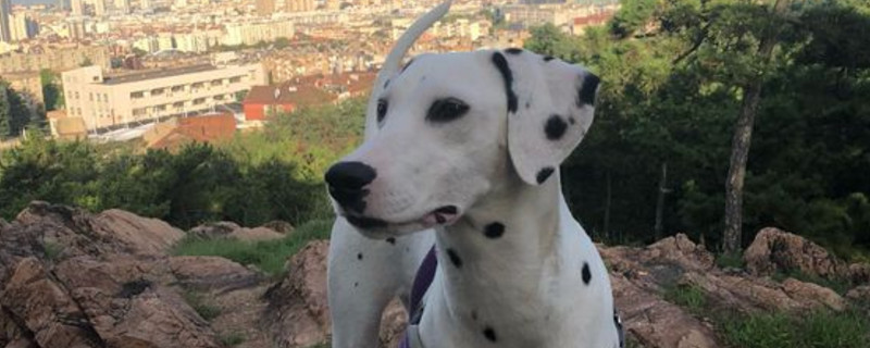 斑点狗纯不纯看哪里
