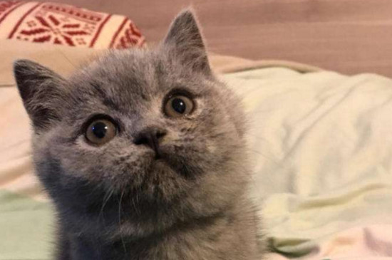 蓝猫和暹罗猫串什么样