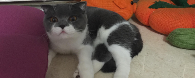 闹猫在什么月份