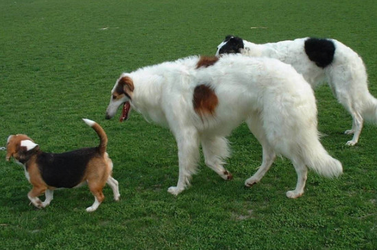 苏俄猎狼犬什么价位，纯种多少钱一只
