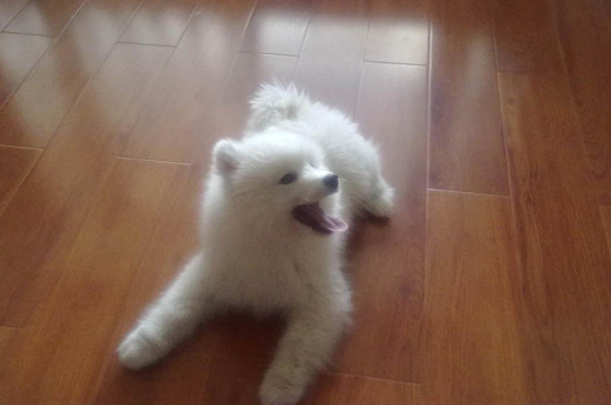 萨摩耶犬多少钱一只，纯种萨摩耶幼犬价格是多少