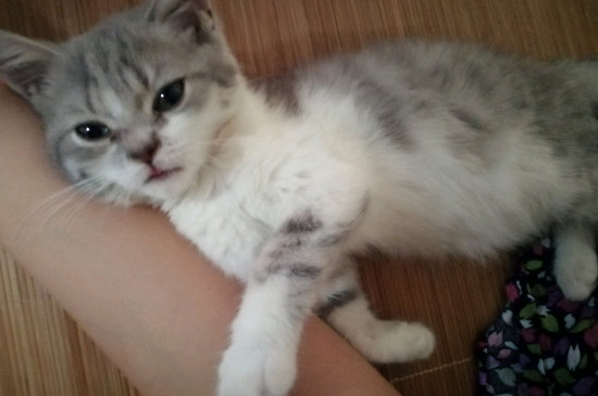 猫鼻子干裂结痂
