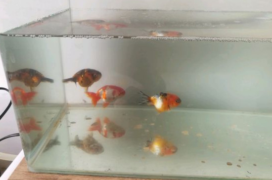 鱼脱膜怎么回事