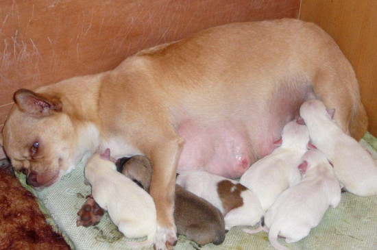 刚出生2天幼犬全部死亡