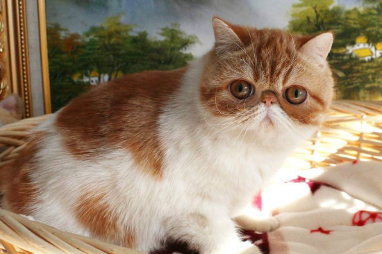 猫流褐色分泌物多久生