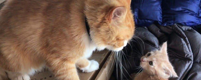 猫爸爸认识自己的孩子吗