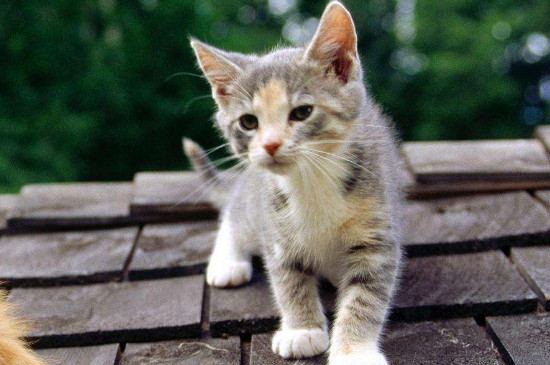 如何让猫咪在晚上不叫，怎样让猫咪晚上安静