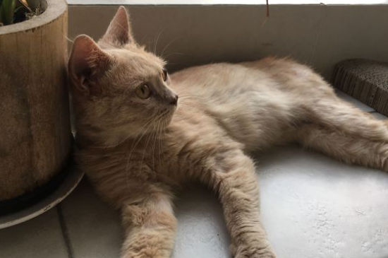 猫睡觉打呼噜是怎么回事啊