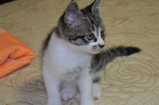 猫会自己找猫砂盆吗