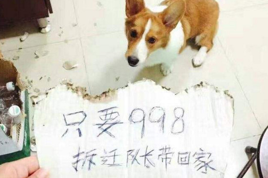 养狗用狗窝还是狗笼好，幼犬用狗笼成犬用狗窝