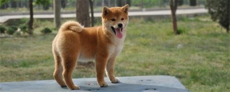 幼犬初次来月经前症状