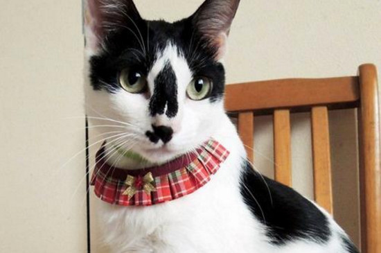 猫咪突然在屋里消失了