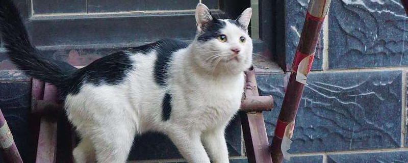 奶牛猫为什么不粘人，奶牛猫怎么能粘人