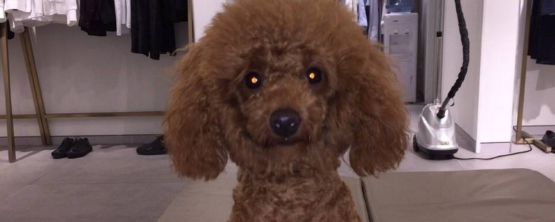 泰迪怀孕给吃什么