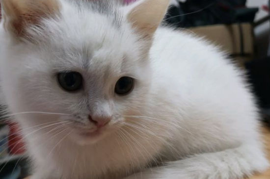 被猫抓了不打针会怎样