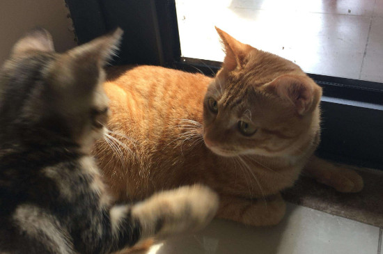 猫放屁有声音吗