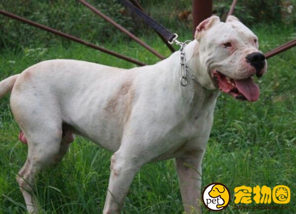 杜高犬适合家养吗，比较危险已被全国范围内禁养