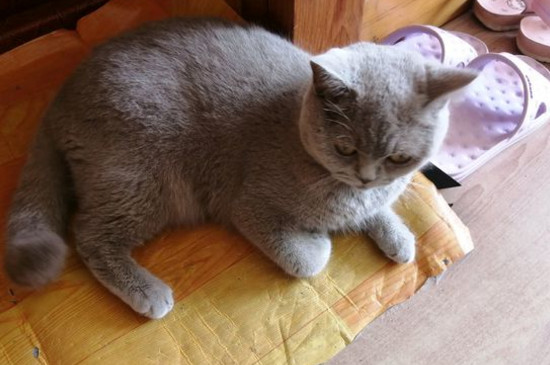 猫咪爪子烂了