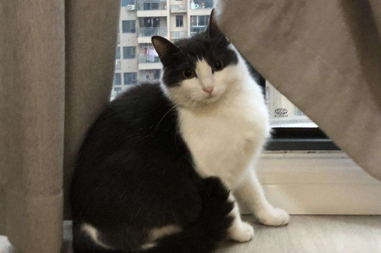 猫进家门预示着什么