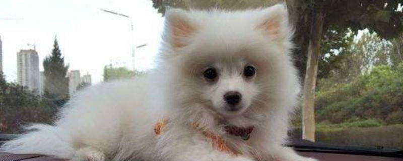 狗狗有点掉毛