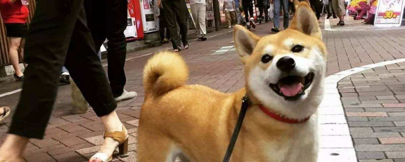 柴犬走丢了会回家吗
