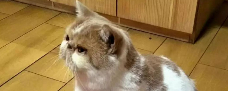 猫到了新环境不拉屎