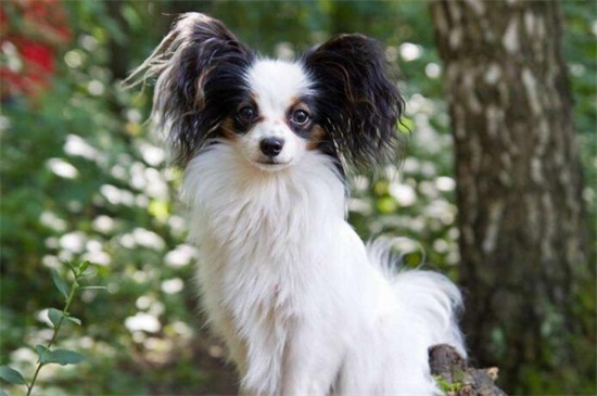 蝴蝶犬掉毛吗，掉毛但程度比较低比较好打理