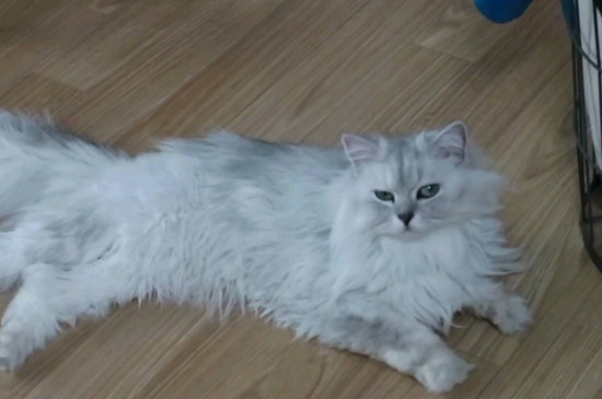 小猫骨折错位能自愈吗