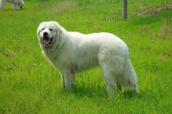 适合家养的霸气巨型犬