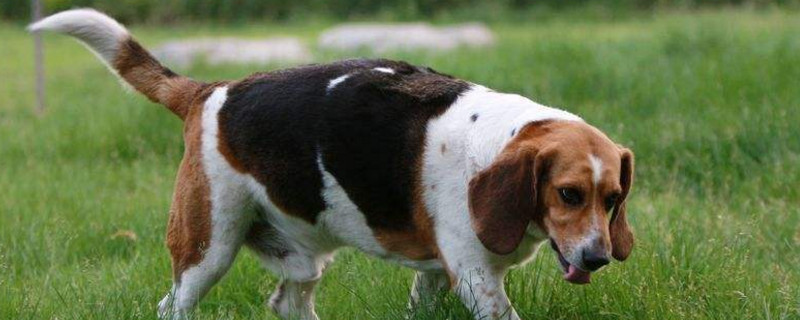 比格犬需要断尾吗