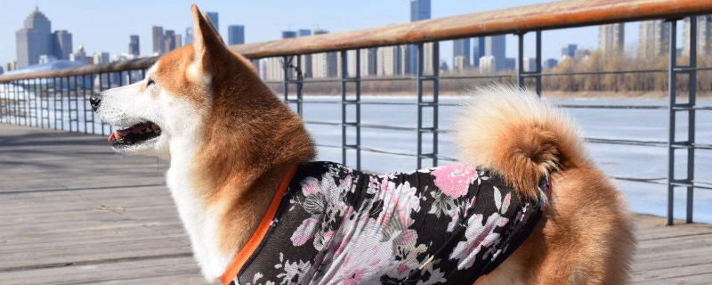 秋田犬掉毛吗